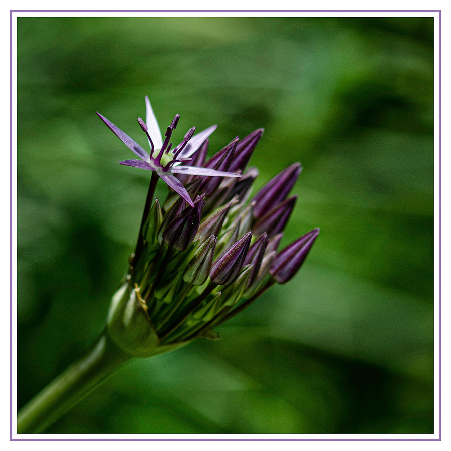 Alium bud 1